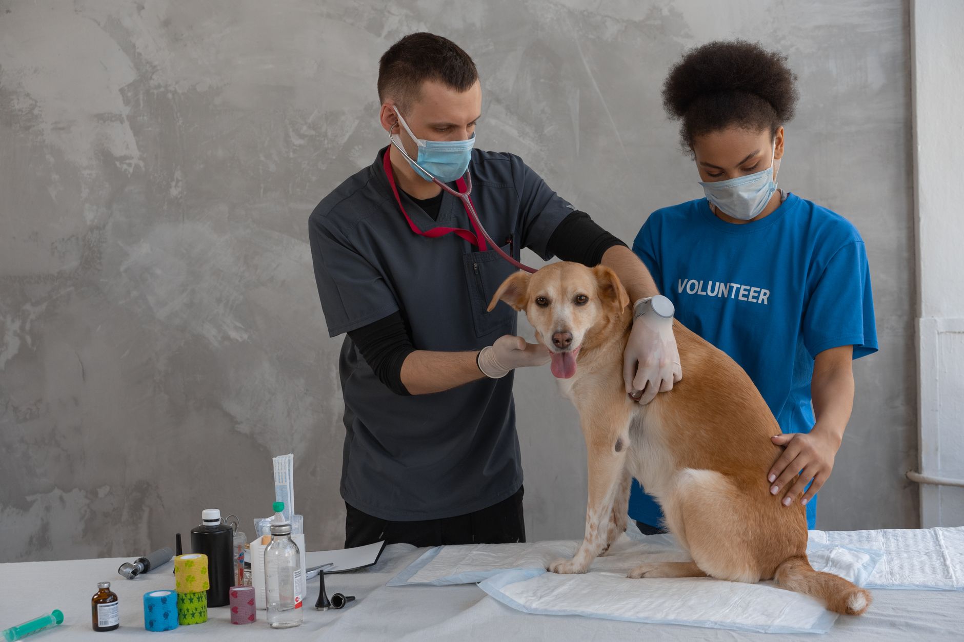 Clínica veterinária