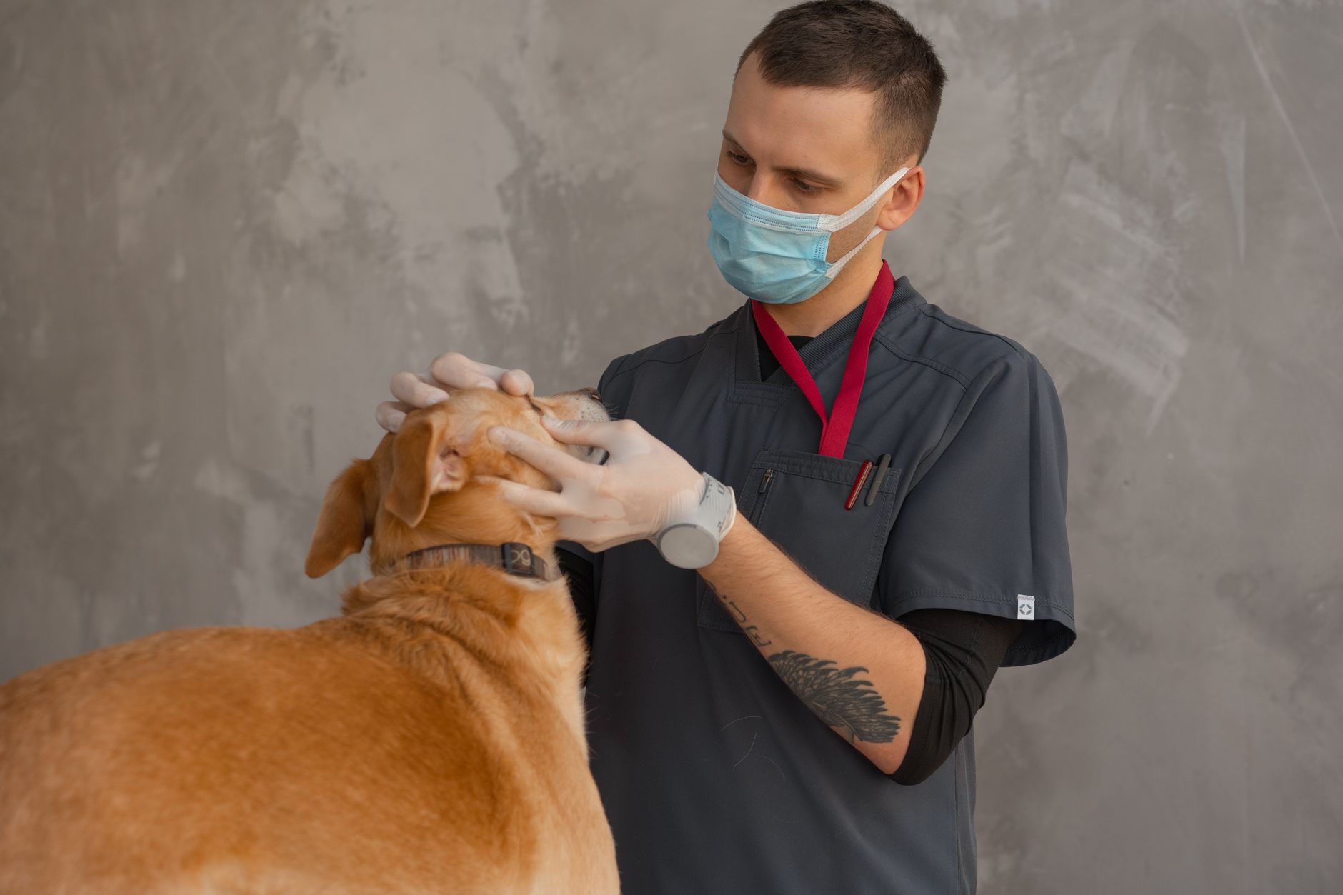 Clínica veterinária